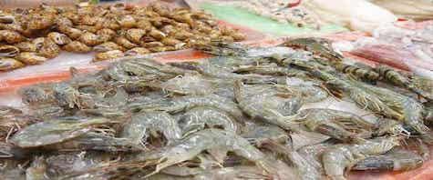 สามารถแช่แข็งกุ้งกินได้เมื่อเปลี่ยนเป็นสีดำ?